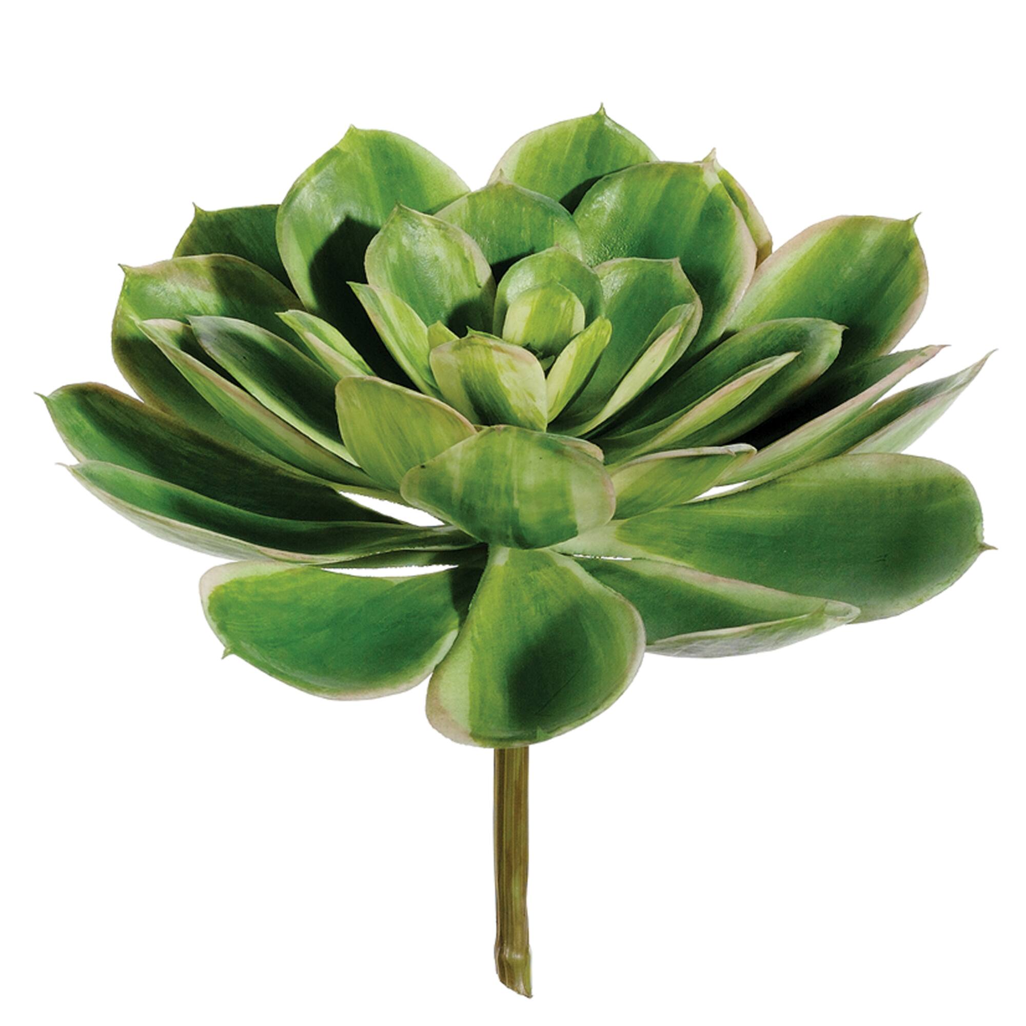 Soft Touch White Tip Green Echeveria Pick